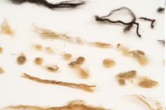 Foto von Textil (NHMW-PRAE-120967)